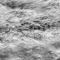 Buy canvas prints of Wind blown wheat field  by Simon Johnson