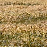 Buy canvas prints of Outdoor field by Simon Johnson