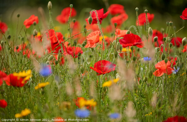 poppy and meadow flowersr  Picture Board by Simon Johnson