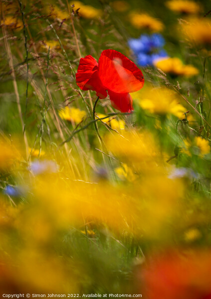 Sunlit Poppy flower Picture Board by Simon Johnson