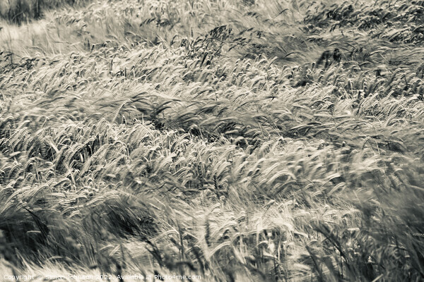 Wind blown wheat Picture Board by Simon Johnson