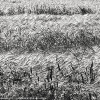 Buy canvas prints of Corn field by Simon Johnson