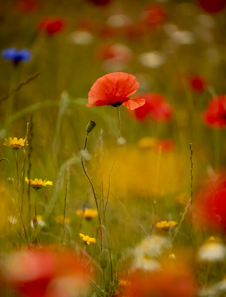 Poppy flower  Picture Board by Simon Johnson