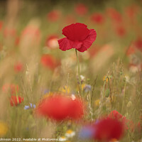 Buy canvas prints of Poppies  by Simon Johnson