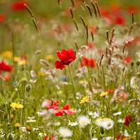 Buy canvas prints of Meadow flowers  by Simon Johnson