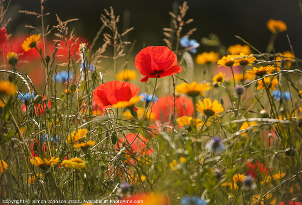 Poppies and meadow flowers Picture Board by Simon Johnson