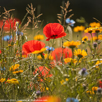 Buy canvas prints of Poppies and meadow flowers by Simon Johnson