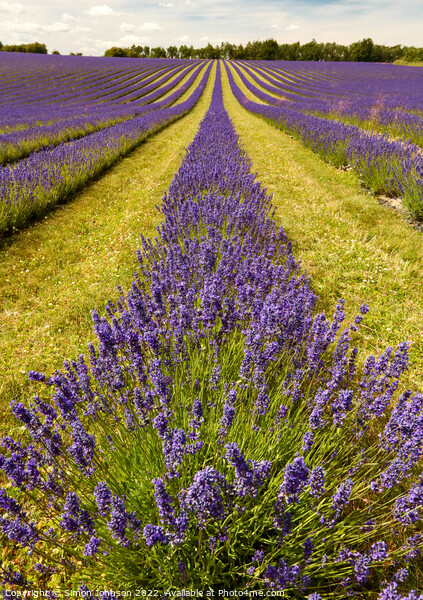 Lavender  fields Picture Board by Simon Johnson