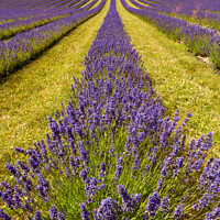 Buy canvas prints of Lavender  fields by Simon Johnson
