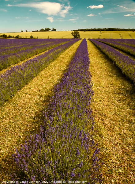 Lavender firld Picture Board by Simon Johnson