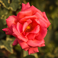 Buy canvas prints of Pink rose  by Simon Johnson