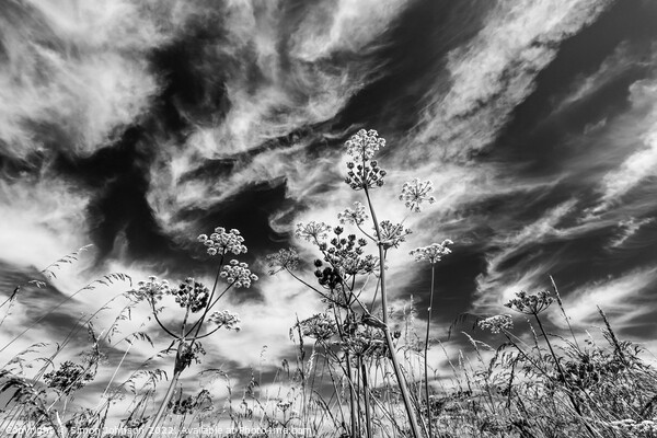 Grasses against the sky Picture Board by Simon Johnson