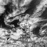 Buy canvas prints of Grasses against the sky by Simon Johnson