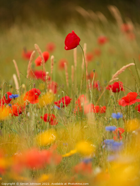 Poppys and meadow flowers  Picture Board by Simon Johnson