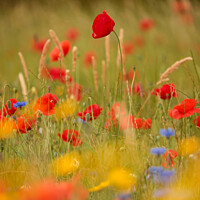 Buy canvas prints of Poppys and meadow flowers  by Simon Johnson
