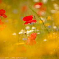 Buy canvas prints of  Poppys shot through grass by Simon Johnson