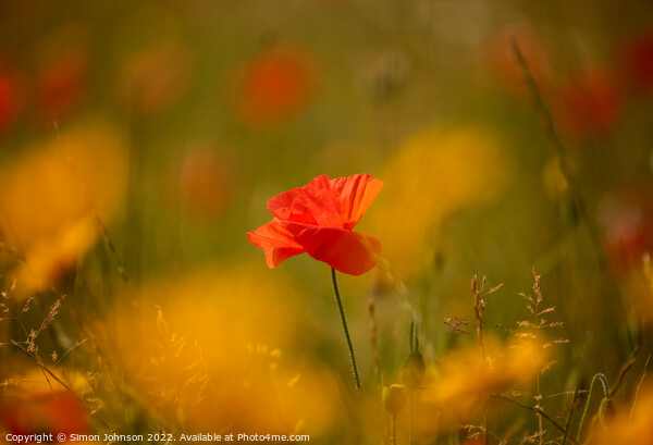 sunlit Poppy flower Picture Board by Simon Johnson