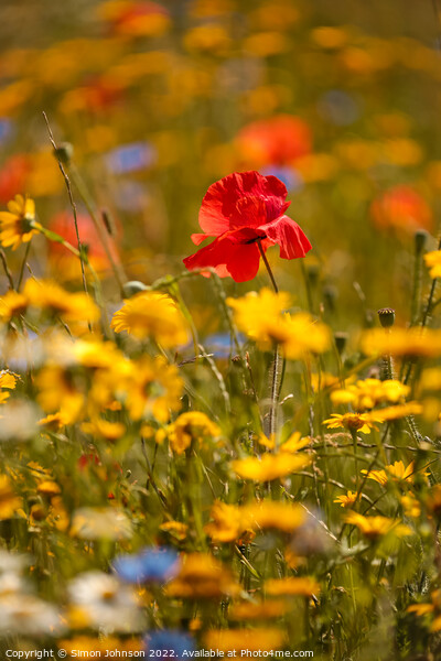 sunlit Poppy in meadow flowers Picture Board by Simon Johnson