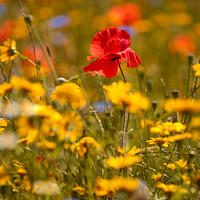 Buy canvas prints of sunlit Poppy in meadow flowers by Simon Johnson