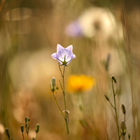Buy canvas prints of meadow flower by Simon Johnson