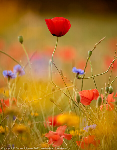 Poppy and meadow flowers Picture Board by Simon Johnson