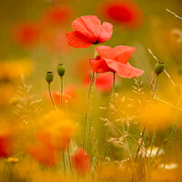 Buy canvas prints of  Two poppies by Simon Johnson
