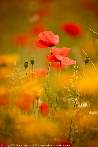 Two sunlit poppies  Picture Board by Simon Johnson