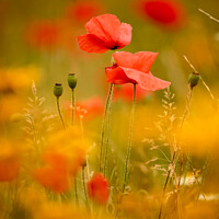 Buy canvas prints of Two sunlit poppies  by Simon Johnson