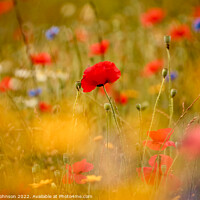 Buy canvas prints of Poppies and meadow flowers  by Simon Johnson