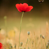 Buy canvas prints of Poppy with bee by Simon Johnson