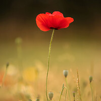 Buy canvas prints of A close up of a poppy flower  by Simon Johnson