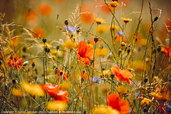 Poppies and meadow flowers  Picture Board by Simon Johnson