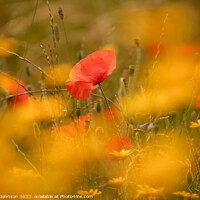 Buy canvas prints of poppy in the flowers by Simon Johnson