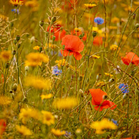 Buy canvas prints of poppys and meadow flowers field by Simon Johnson