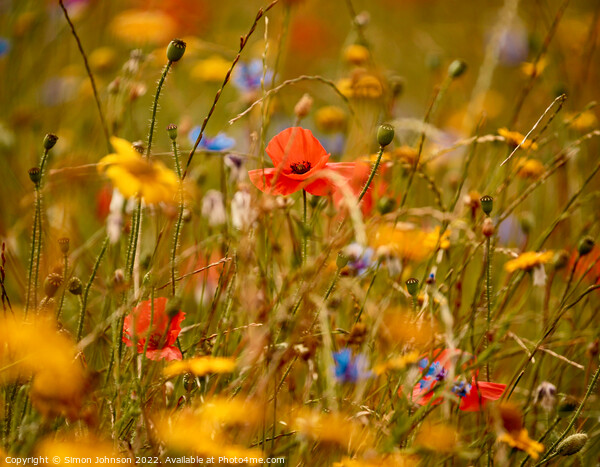 poppy amongst the meadow flowers Picture Board by Simon Johnson