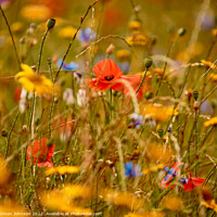 Buy canvas prints of poppy amongst the meadow flowers by Simon Johnson