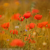 Buy canvas prints of dreamy poppies by Simon Johnson