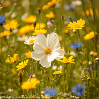 Buy canvas prints of Meadow  flowers by Simon Johnson