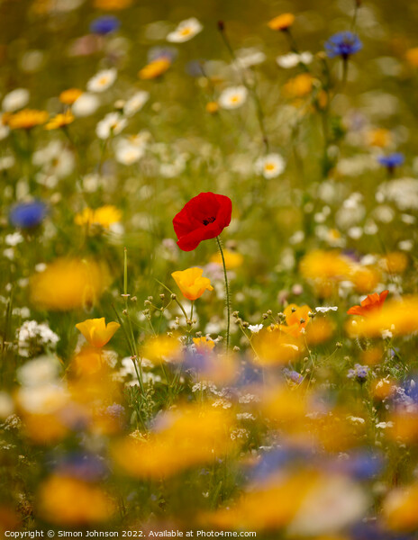 Poppy in the wild flowers Picture Board by Simon Johnson