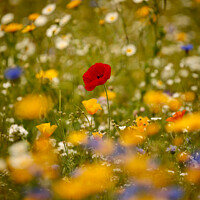 Buy canvas prints of Poppy in the wild flowers by Simon Johnson