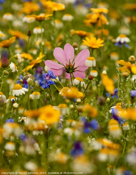 Meadow flowers Picture Board by Simon Johnson