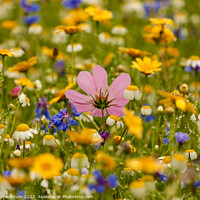 Buy canvas prints of Meadow Flowers by Simon Johnson