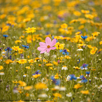 Buy canvas prints of Meadow flowers  by Simon Johnson