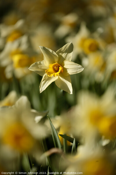 Daffodil flower Picture Board by Simon Johnson