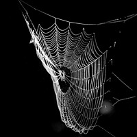 Buy canvas prints of sunlit spiders web by Simon Johnson