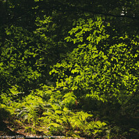 Buy canvas prints of sunlit ferns and leaves by Simon Johnson