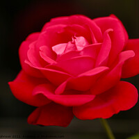 Buy canvas prints of Red Rose flower by Simon Johnson
