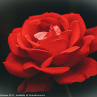 Buy canvas prints of Red rose  by Simon Johnson