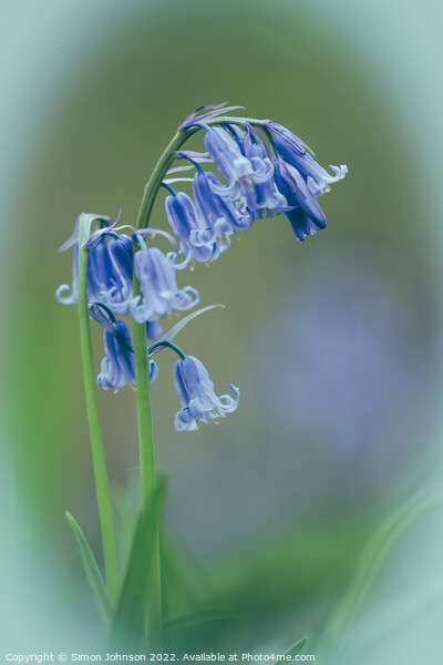 isolated Bluebell Flower Picture Board by Simon Johnson