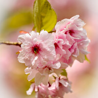 Buy canvas prints of sunlit Cherry Blossom by Simon Johnson